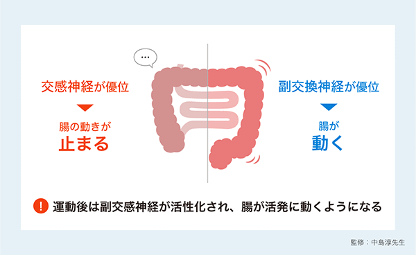 「運動後は副交感神経が活性化され、腸が活発に動くようになる」イラスト